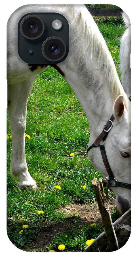 White Horse iPhone Case featuring the photograph White On White Beauties by Kim Galluzzo
