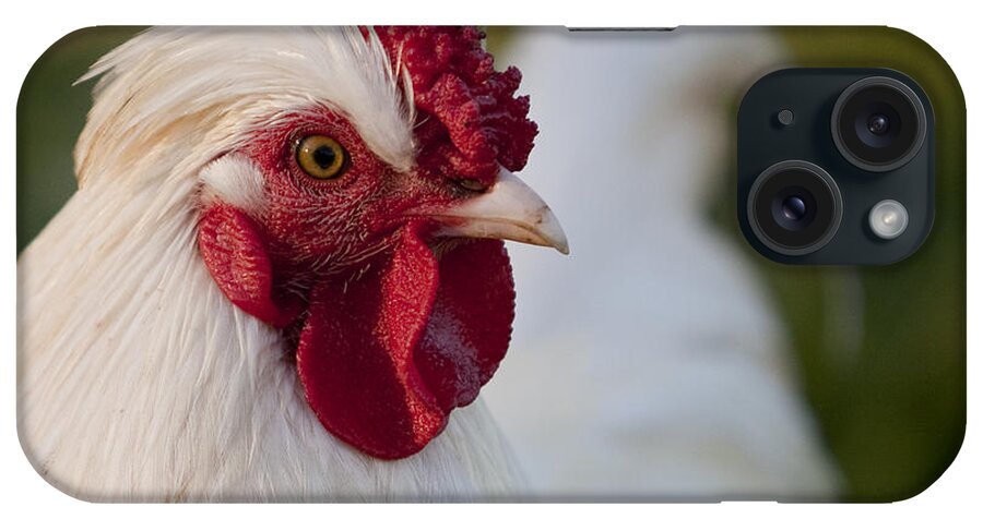 Bird iPhone Case featuring the photograph White Rooster by Michelle Wrighton