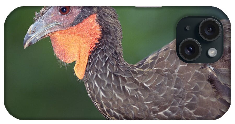 Mp iPhone Case featuring the photograph White-winged Guan Penelope Albipennis by Tui De Roy
