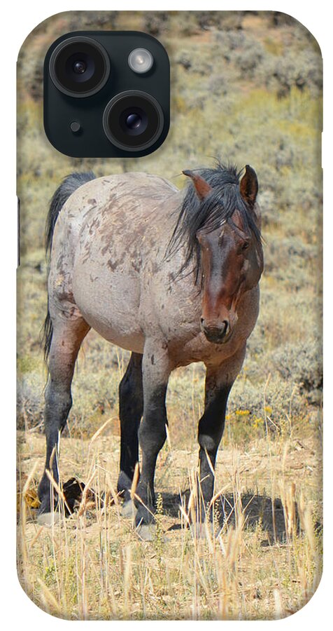 Horse iPhone Case featuring the photograph Wild Horses Wyoming - The Mare II by Donna Greene