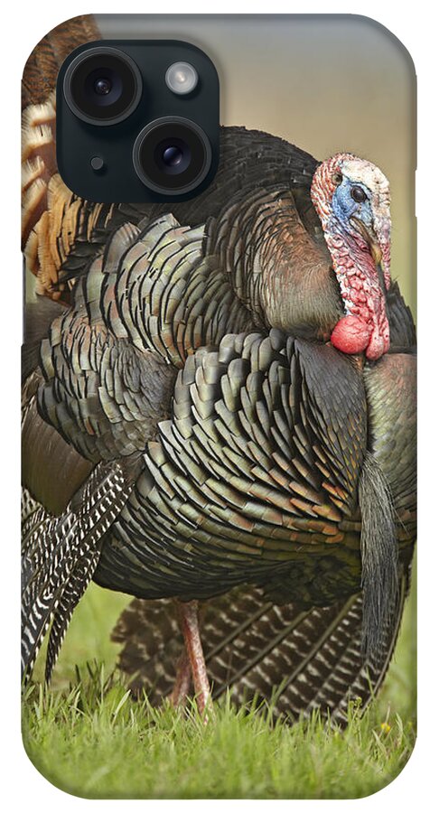 00442678 iPhone Case featuring the photograph Wild Turkey Male In Cortship Display by Tim Fitzharris