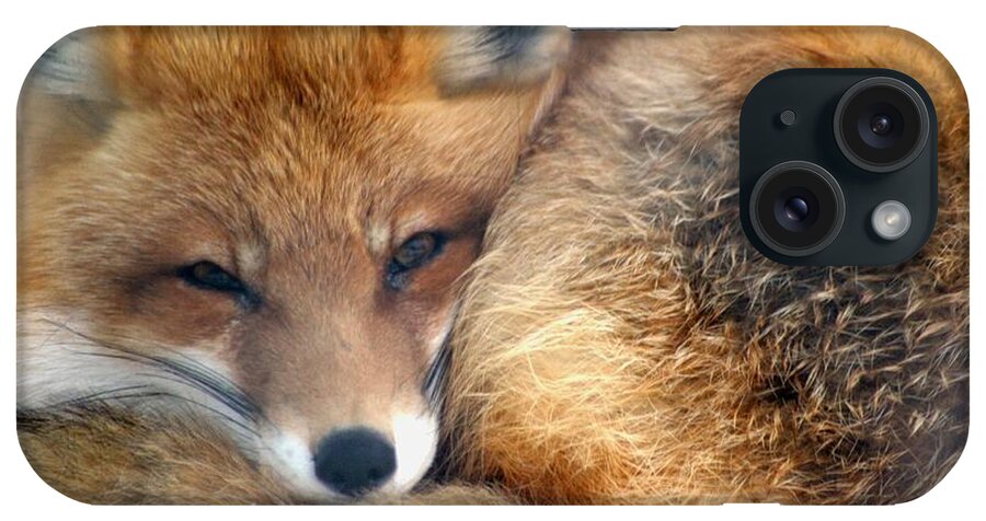 Red Fox iPhone Case featuring the photograph Winter's Chill by Living Color Photography Lorraine Lynch