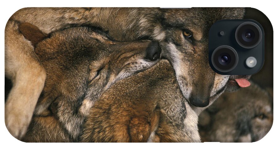 Nature iPhone Case featuring the photograph Wolf pack biting each others muzzles by Ulrich Kunst And Bettina Scheidulin