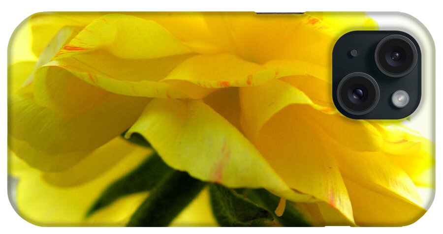 Ranunculus iPhone Case featuring the photograph Yellow Glow In The Sun by Kim Galluzzo