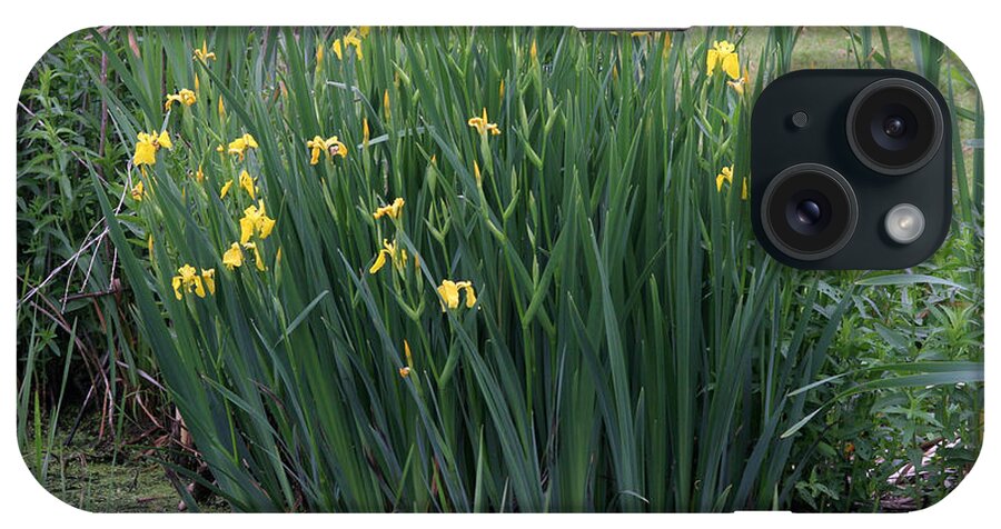 Plant iPhone Case featuring the photograph Yellow Irises by Ted Kinsman