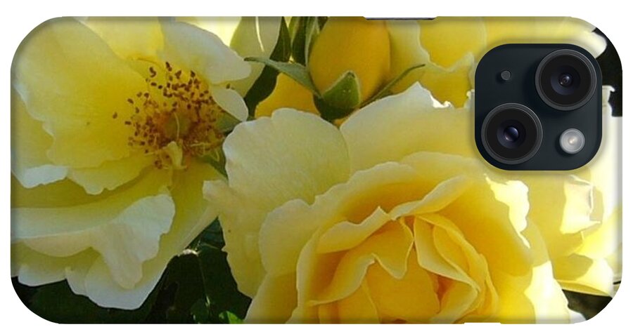 Flowers Gardening Roses Horticulture Hobbies Nature iPhone Case featuring the photograph Yellow Rose by Jim Sauchyn