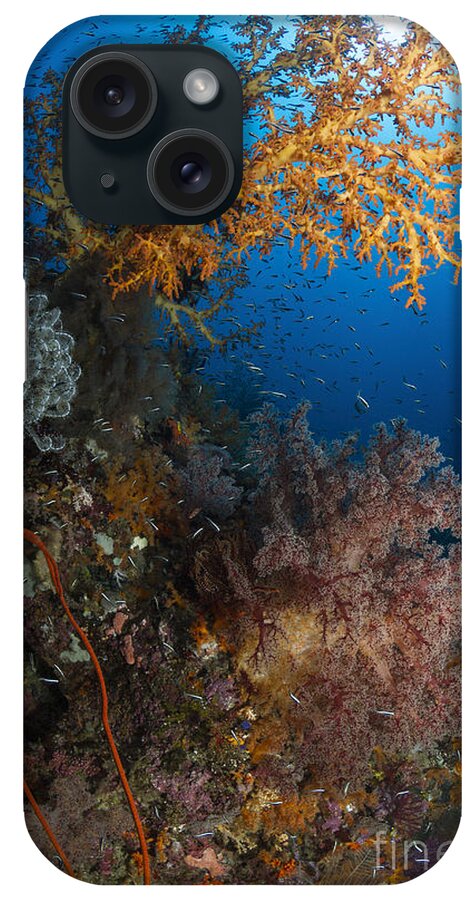 Raja Ampat iPhone Case featuring the photograph Yellow Sea Fan In Raja Ampat, Indonesia by Todd Winner