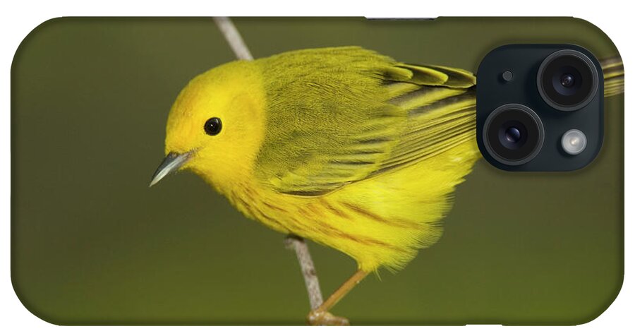 Mp iPhone Case featuring the photograph Yellow Warbler Dendroica Petechia Male by Tom Vezo