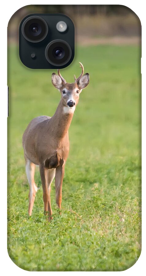 White Tailed Deer iPhone Case featuring the photograph Young Buck by Art Whitton