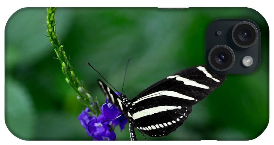 Butterfly iPhone Case featuring the photograph Zebra Longwing by Elaine Manley