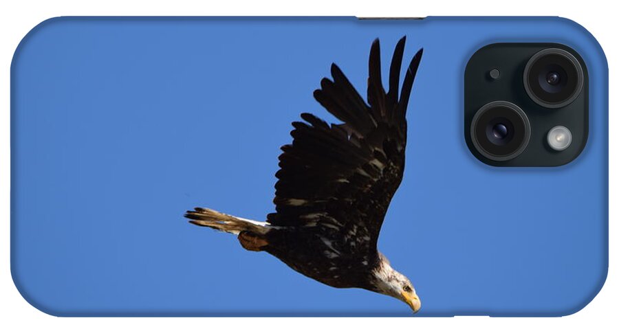 Bald Eagle Juvenile iPhone Case featuring the photograph Bald Eagle Juvenile Burgess Res CO #2 by Margarethe Binkley
