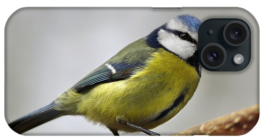 Blue Tit iPhone Case featuring the photograph   Blue Tit #1 by Gavin Macrae