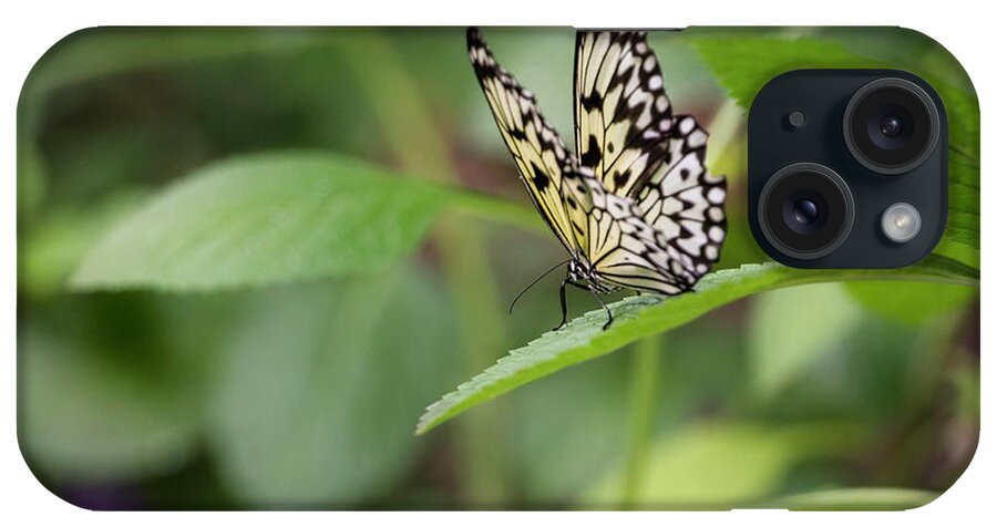 Butterfly iPhone Case featuring the photograph 1383 by Teresa Blanton