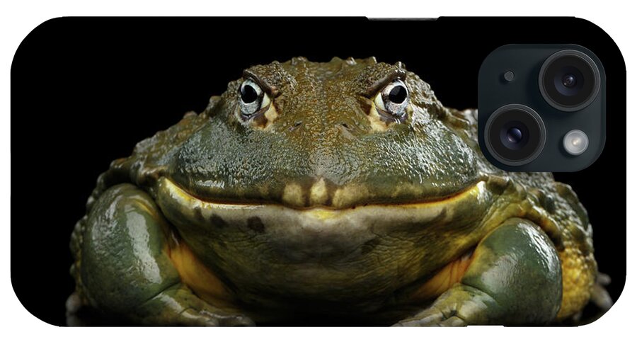Frog iPhone Case featuring the photograph African bullfrog Pyxicephalus adspersus Frog isolated on Black Background #2 by Sergey Taran