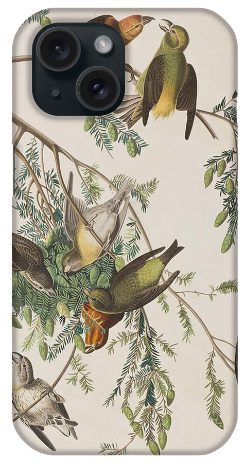 Audubon iPhone Case featuring the painting American Crossbill by John James Audubon