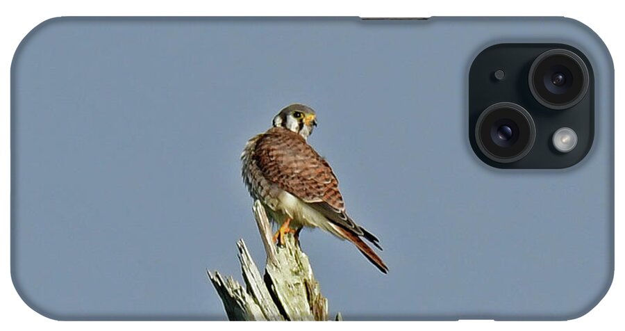  iPhone Case featuring the photograph American Kestrel #2 by Liz Grindstaff