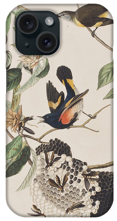 Redstart iPhone Case featuring the painting American Redstart by John James Audubon