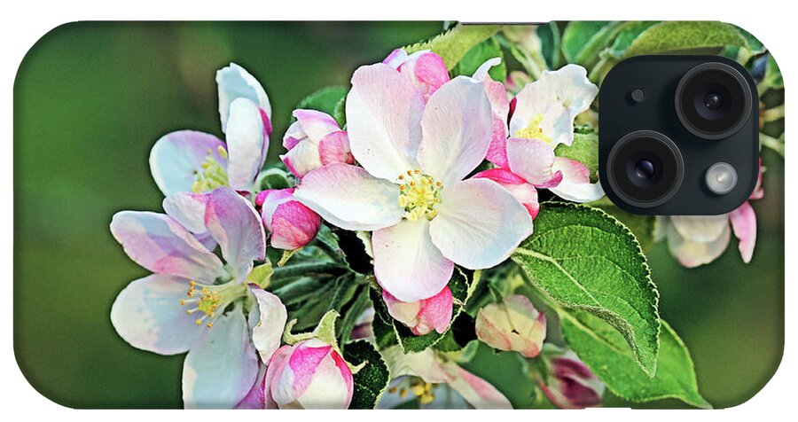 Apple Blossoms iPhone Case featuring the photograph Apple Blossoms #1 by Kristin Elmquist