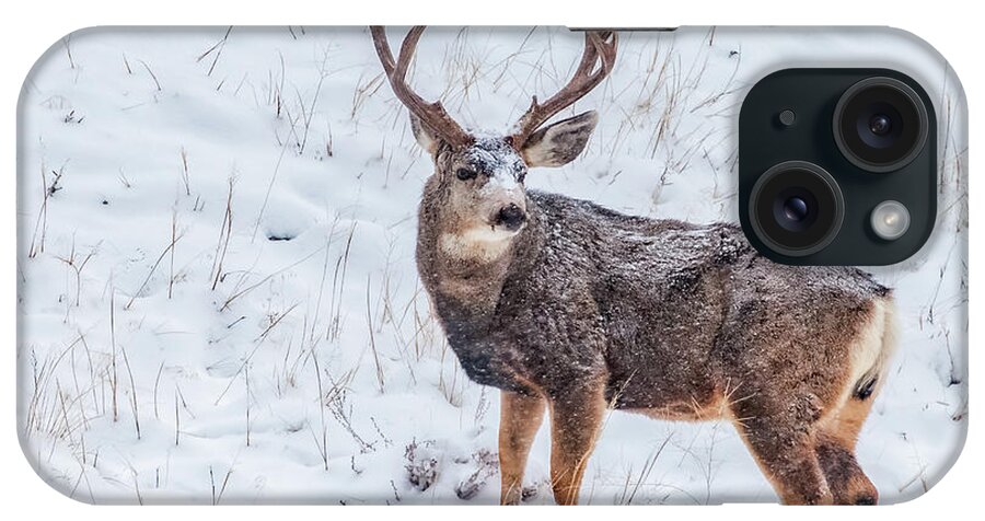 Deer iPhone Case featuring the photograph Atypical Buck #1 by Darren White