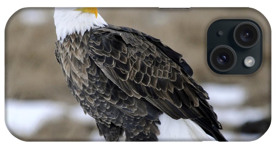 Bald Eagle iPhone Case featuring the photograph Bald Eagle #1 by Gary Beeler