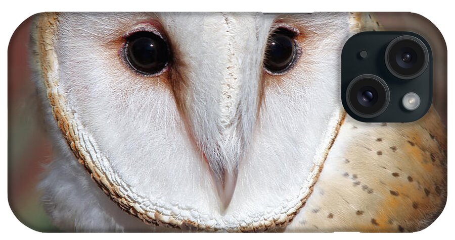 Owls iPhone Case featuring the photograph Barn Owl #1 by Elaine Malott