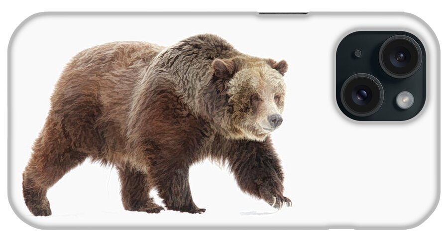 Bear iPhone Case featuring the photograph Bear #1 by Steve McKinzie