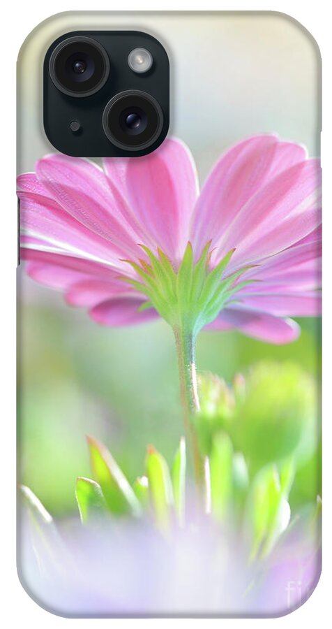 Backdrop iPhone Case featuring the photograph Beautiful daisy flower #1 by Anna Om