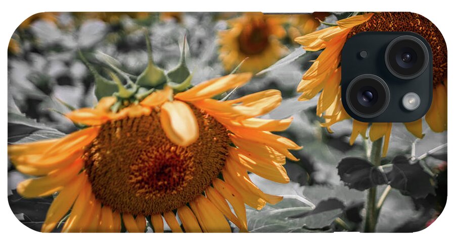 Sun iPhone Case featuring the photograph Beautiful Sunflower Field In South Carolina #1 by Alex Grichenko