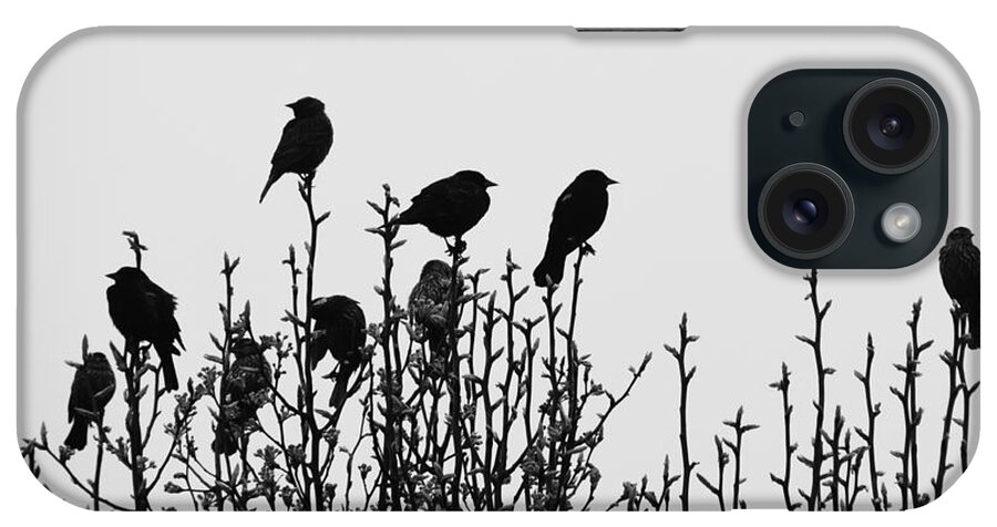 Redwinged iPhone Case featuring the photograph Birdies #1 by Cheryl McClure