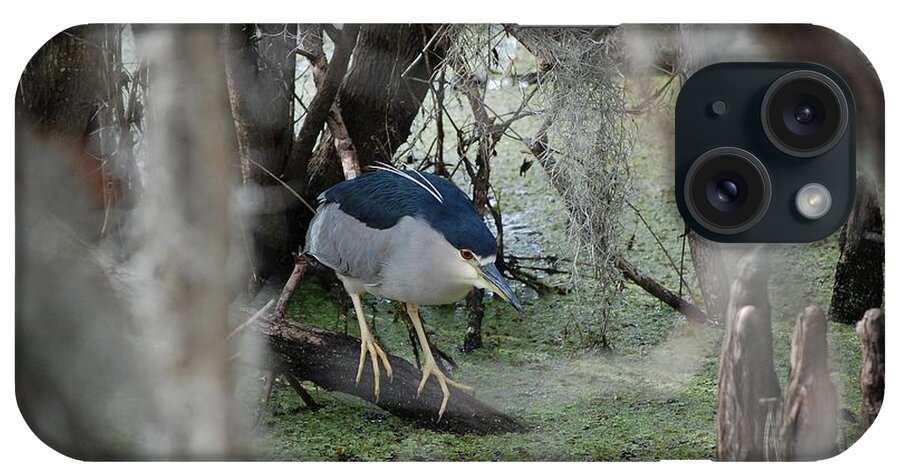 Heron iPhone Case featuring the photograph Black Crowned Night Heron by Robert Meanor