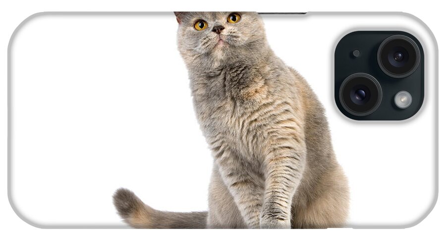 Adult iPhone Case featuring the photograph Blue Cream British Shorthair Cat #1 by Gerard Lacz