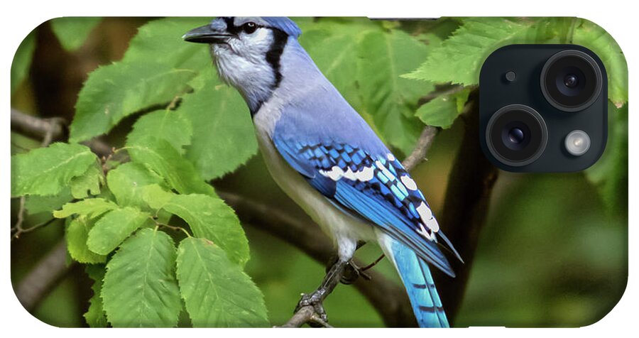 Bird iPhone Case featuring the photograph Blue Jay by Phil Spitze