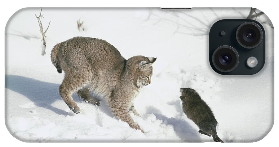 Mp iPhone Case featuring the photograph Bobcat Lynx Rufus Hunting Muskrat #1 by Michael Quinton