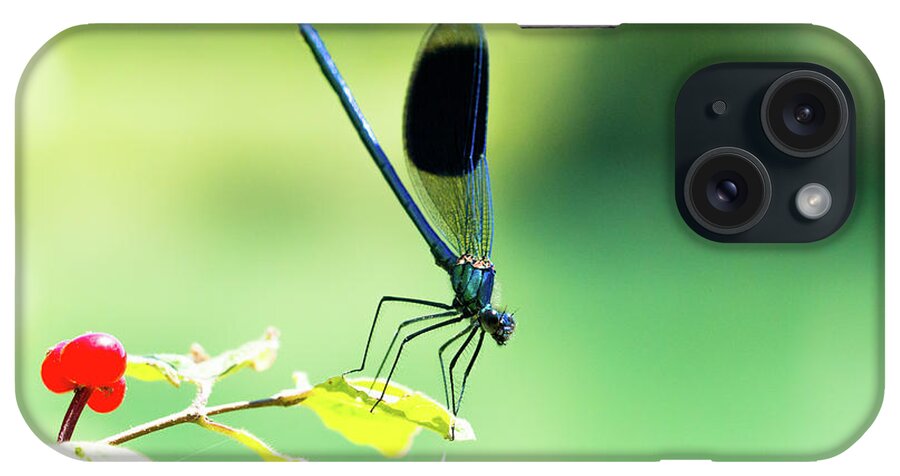Countryside iPhone Case featuring the photograph Broad-winged Damselfly, Dragonfly #1 by Amanda Mohler