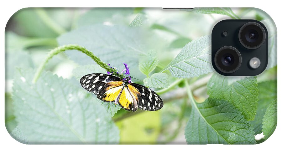 Butterfly Wonderland iPhone Case featuring the photograph Tiger Butterfly by Richard J Thompson