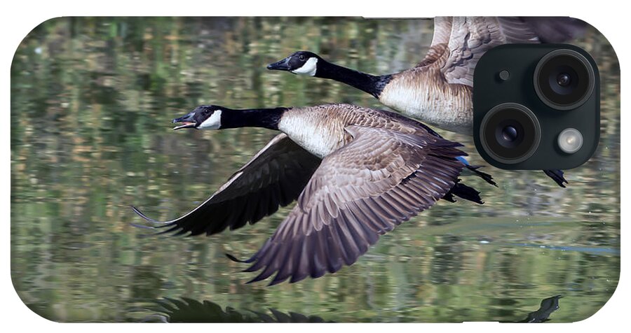 Canada_geese iPhone Case featuring the photograph Canada Geese #1 by Tam Ryan
