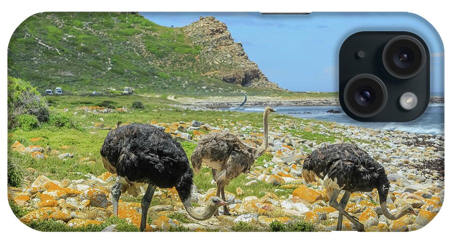 Three Ostriches iPhone Case featuring the photograph Cape of Good Hope South Africa #1 by Benny Marty