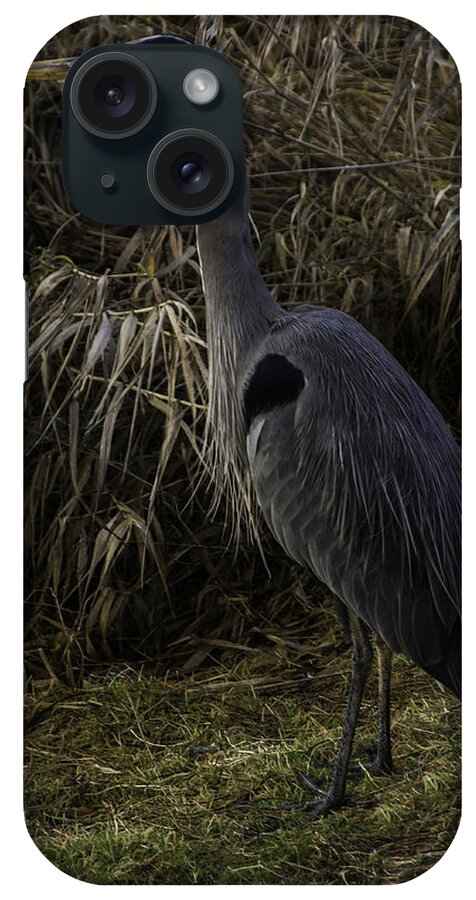 Great Blue Heron iPhone Case featuring the photograph Checking Things Out #1 by Doug Scrima