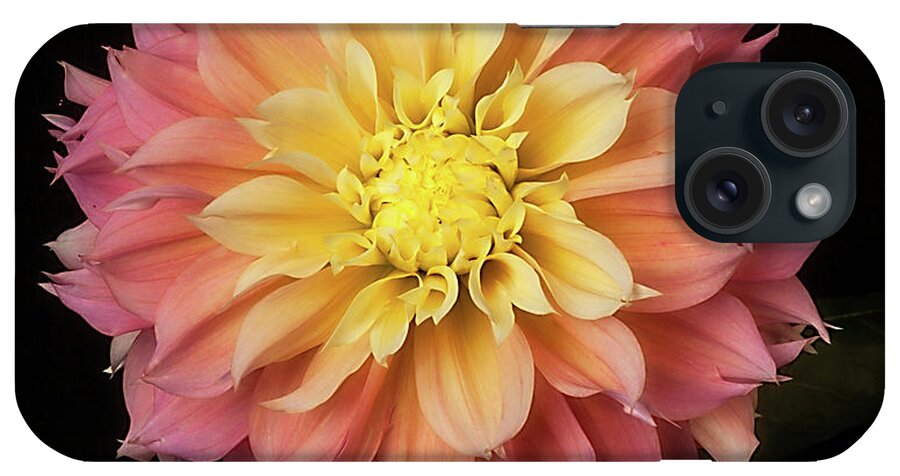 Flower iPhone Case featuring the photograph Dahlia 'Kogane Fubuki' #1 by Ann Jacobson