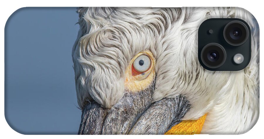 Animal iPhone Case featuring the photograph Dalmatian pelican #2 by Jivko Nakev