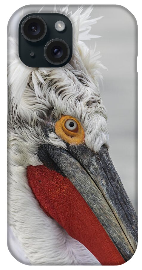 Animal iPhone Case featuring the photograph Dalmatian pelican - Pelecanus crispus #1 by Jivko Nakev