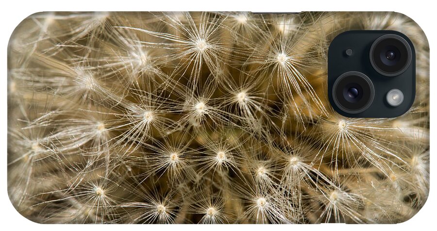 2016 iPhone Case featuring the photograph Dandelion #1 by Shawn Jeffries