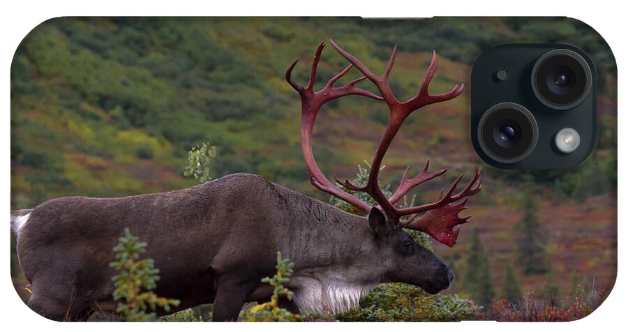 Alaska iPhone Case featuring the photograph Denali Caribou Herd #1 by Scott Slone