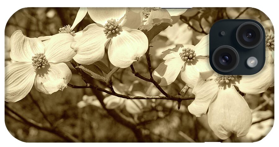 Lightly Enhanced With A Sepia Filter And Slight Vignette. iPhone Case featuring the photograph Dogwood Blooms in Sepia #1 by Suzanne Gaff