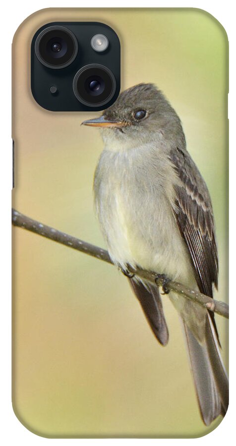 Bird iPhone Case featuring the photograph Eastern Wood-Peewee #1 by Alan Lenk
