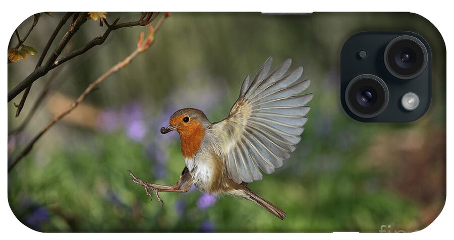 European Robin iPhone Case featuring the photograph European Robin alighting by Warren Photographic