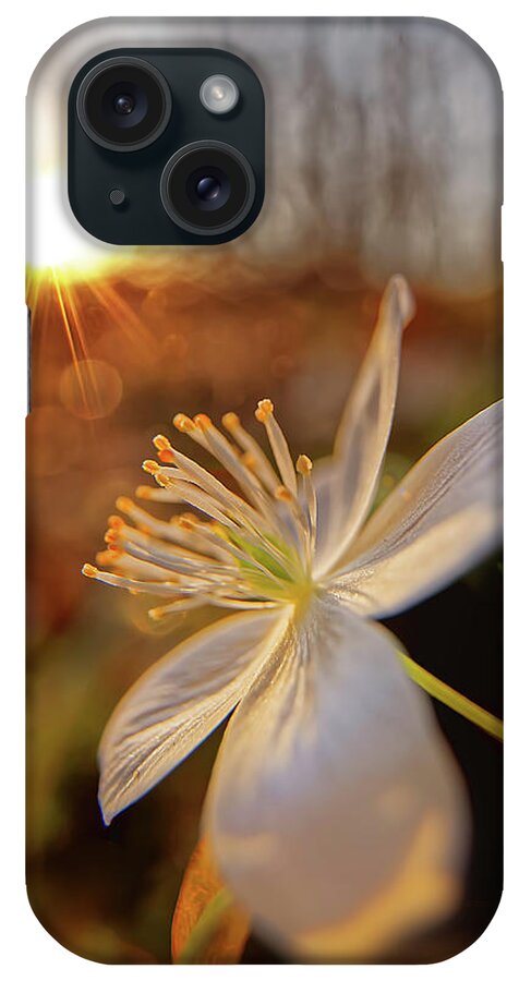 Flower iPhone Case featuring the photograph False Rue Anemone #1 by Robert Charity