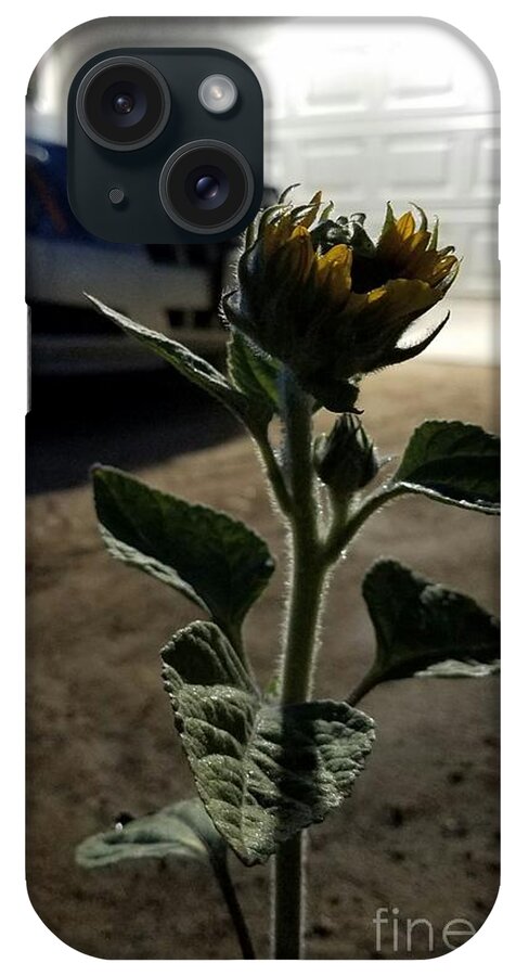 Sunflowers iPhone Case featuring the photograph First Bloom #2 by Angela J Wright