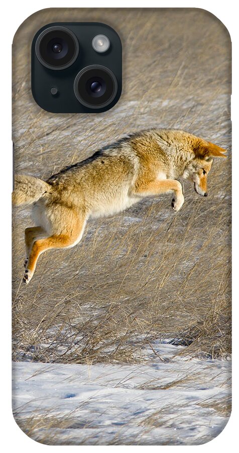 Animals iPhone Case featuring the photograph Flying Coyote #1 by Rikk Flohr
