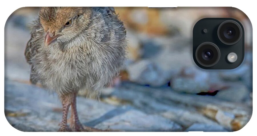 Gambel's iPhone Case featuring the photograph Gambel's Quail Chick 9833 #1 by Tam Ryan